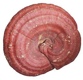 《王者荣耀》关羽骑摩托皮肤被举报 网友恶搞P头盔